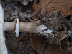Macrolepiota rhodosperma