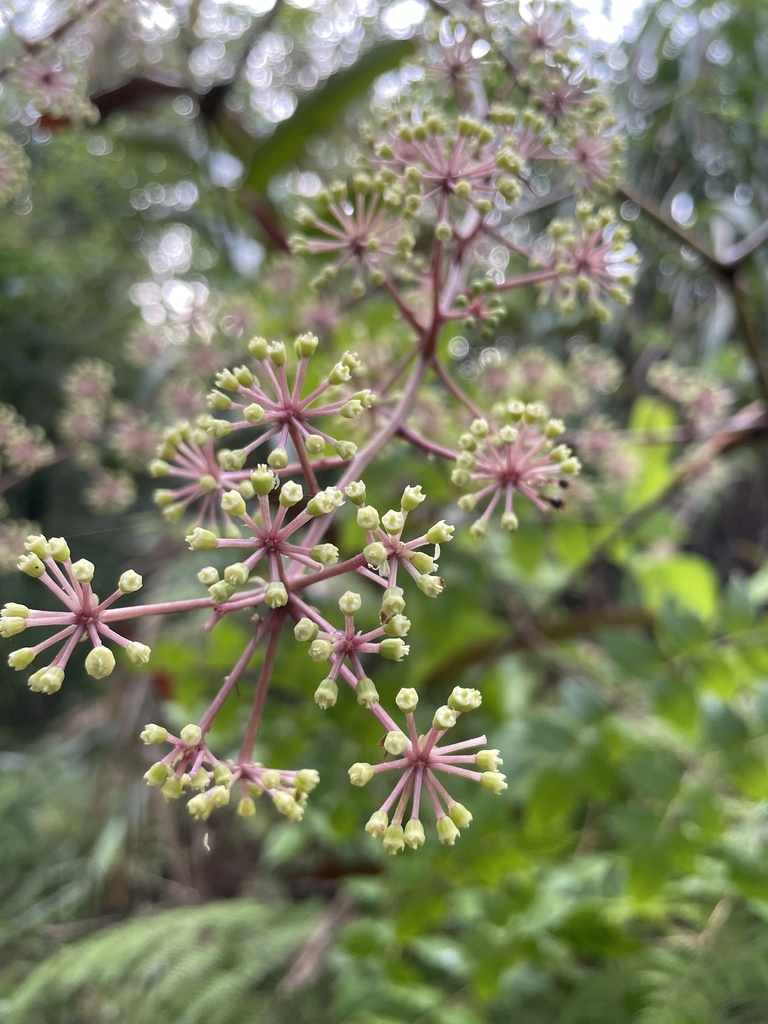 Aralia merrillii (Aralia merrillii)