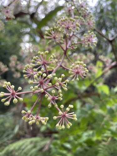 Aralia merrillii (Aralia merrillii)