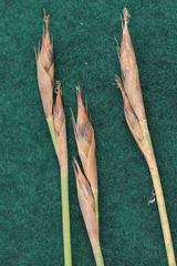 Dodii