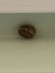Hygromia cinctella