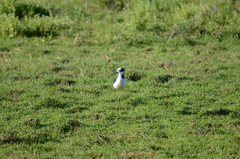 Himantopus mexicanus melanurus