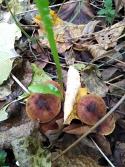 Cortinarius croceus