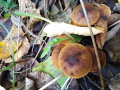 Cortinarius croceus