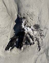 Procellariidae