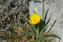Ranunculus gramineus