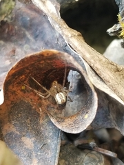 Pityohyphantes