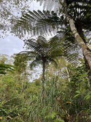 Cyatheaceae