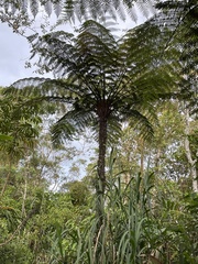Cyatheaceae