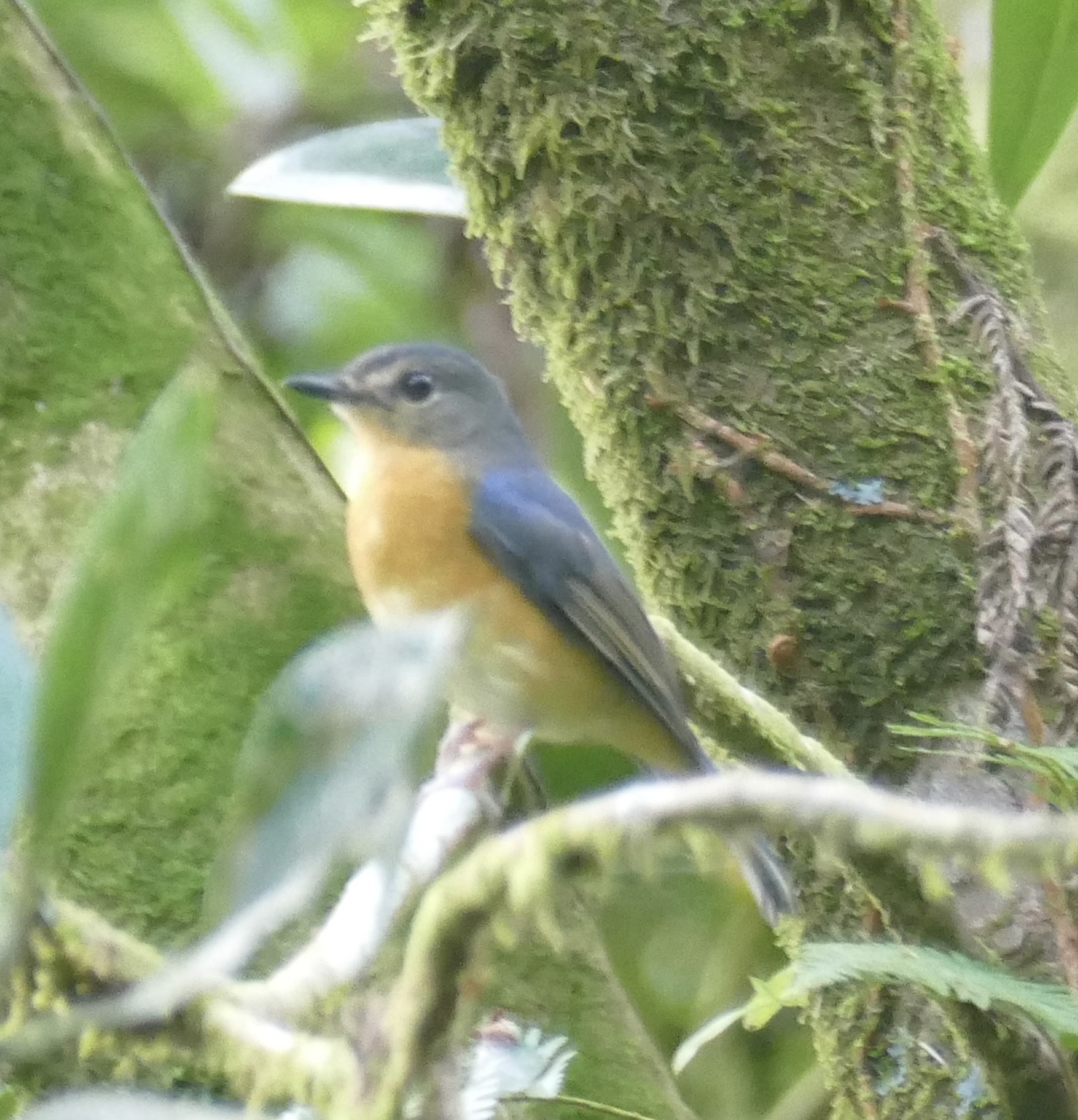 Sulawesi Blue Flycatcher (Cyornis omissus), photo 9