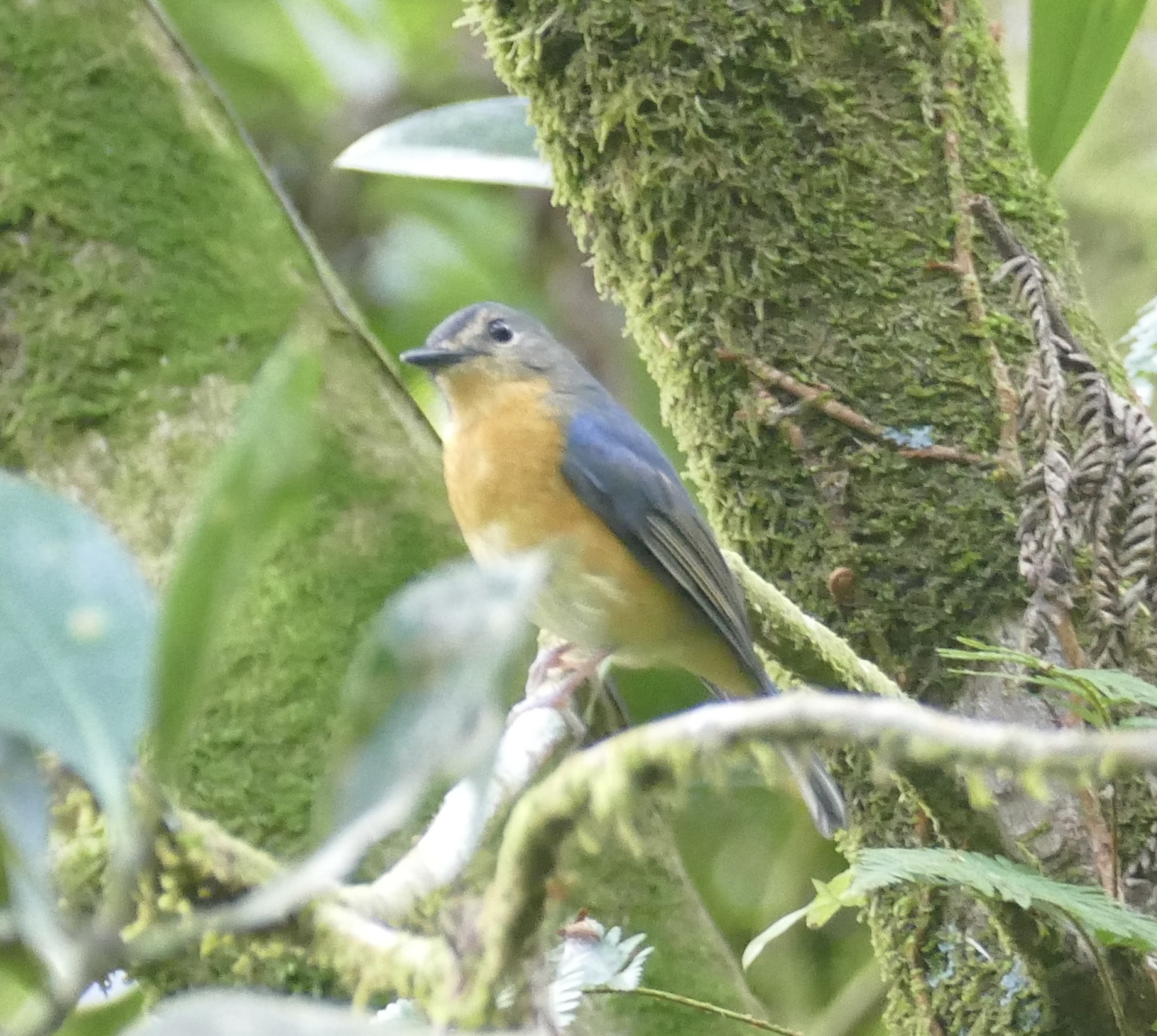 Sulawesi Blue Flycatcher (Cyornis omissus), photo 8