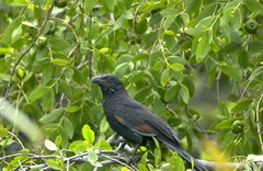 Centropus nigrorufus