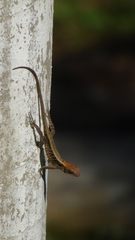 Sceloporus siniferus