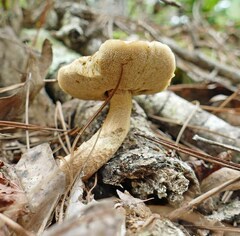 Leccinellum rugosiceps