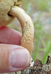 Leccinellum rugosiceps