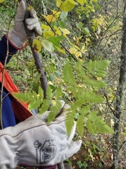 Gymnocarpium dryopteris