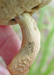 Leccinellum rugosiceps