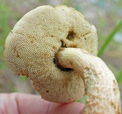 Leccinellum rugosiceps