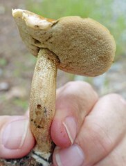 Leccinellum rugosiceps