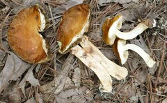 Leccinellum rugosiceps
