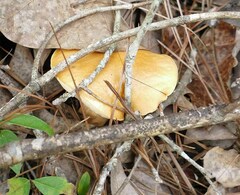 Leccinellum rugosiceps