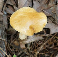 Leccinellum rugosiceps