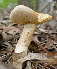 Leccinellum rugosiceps