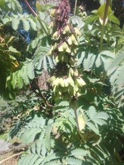 Melianthus major