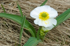 Ranunculus kuepferi
