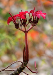 Plumeria rubra