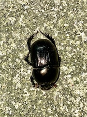 Geotrupes splendidus