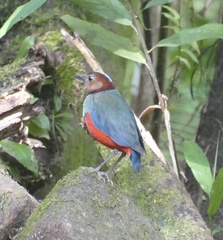 Erythropitta celebensis