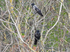 Corvus cornix × corone