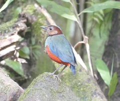 Erythropitta celebensis