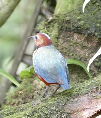 Erythropitta celebensis