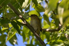 Phylloscopus collybita