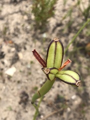 Wachendorfia multiflora