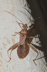 Riptortus pedestris