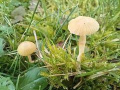 Galerina graminea