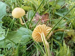 Galerina graminea