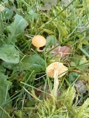 Galerina graminea