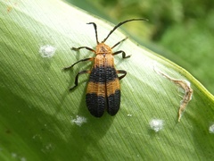 Calopteron