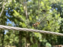 Dythemis