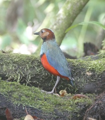 Erythropitta celebensis