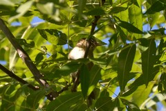 Phylloscopus collybita