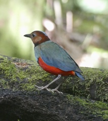 Erythropitta celebensis