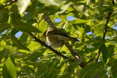 Phylloscopus collybita