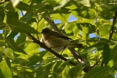 Phylloscopus collybita