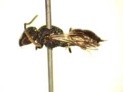 Hylaeus punctatus