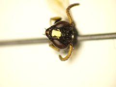 Hylaeus punctatus
